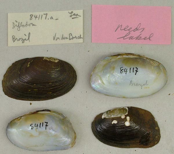 specimen