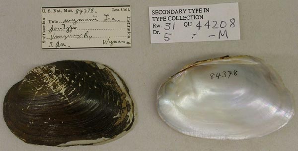 specimen