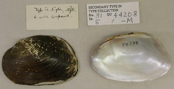 specimen