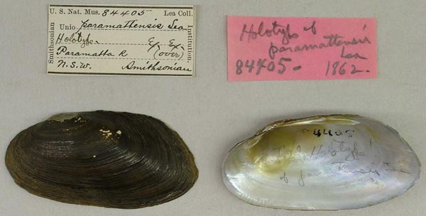 specimen