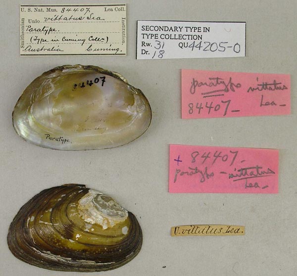 specimen