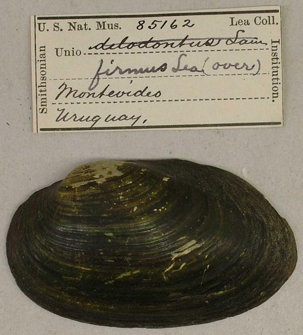 specimen