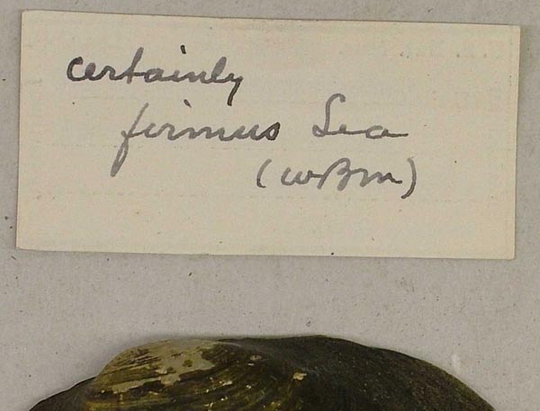 specimen