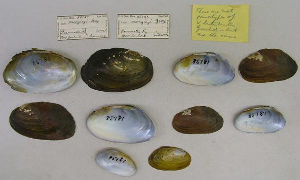 specimen