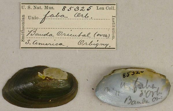 specimen