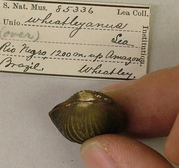 specimen