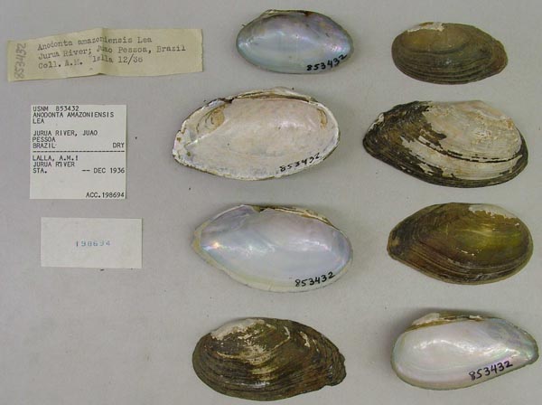 specimen