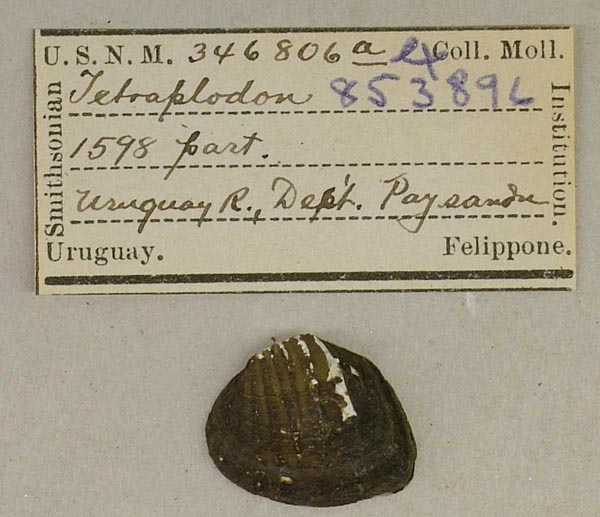 specimen