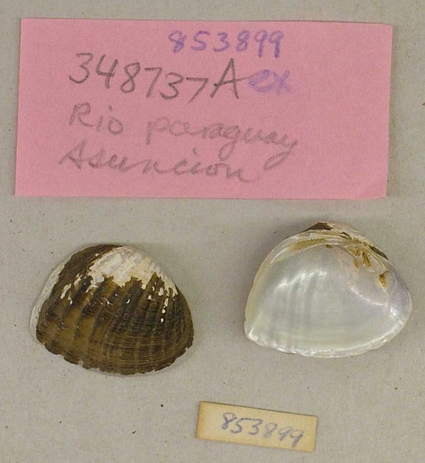 specimen