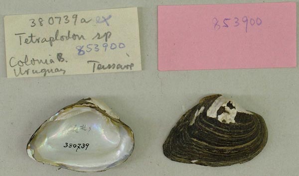 specimen