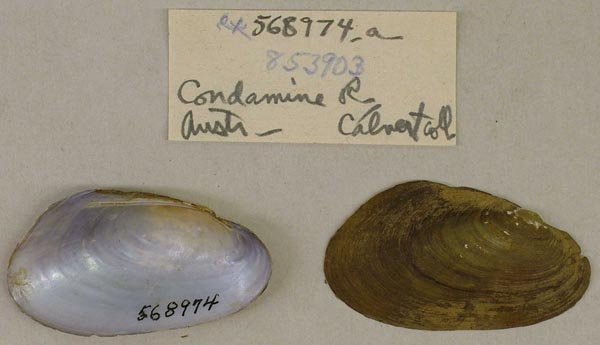 specimen