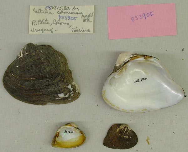 specimen