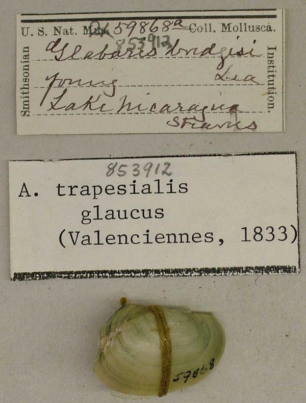 specimen