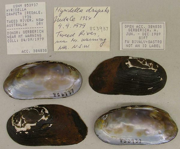 specimen
