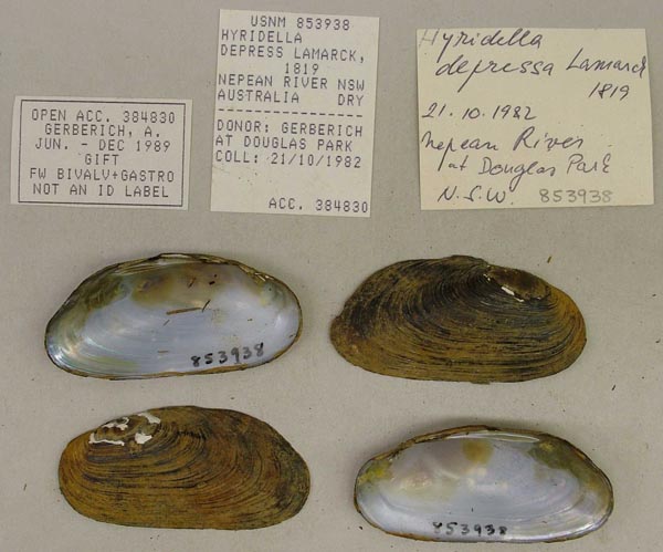 specimen
