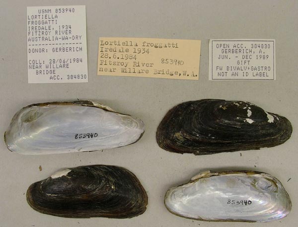specimen