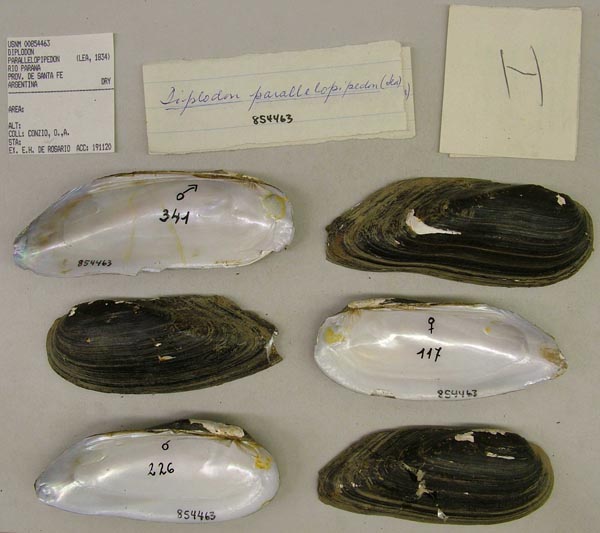 specimen