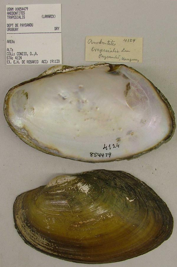 specimen