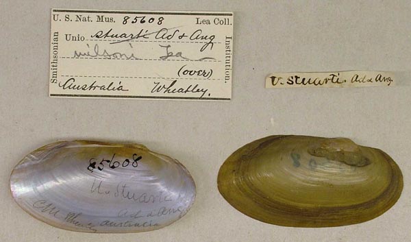 specimen