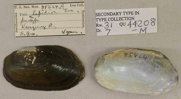specimen
