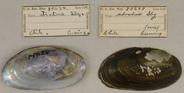 specimen