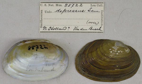 specimen