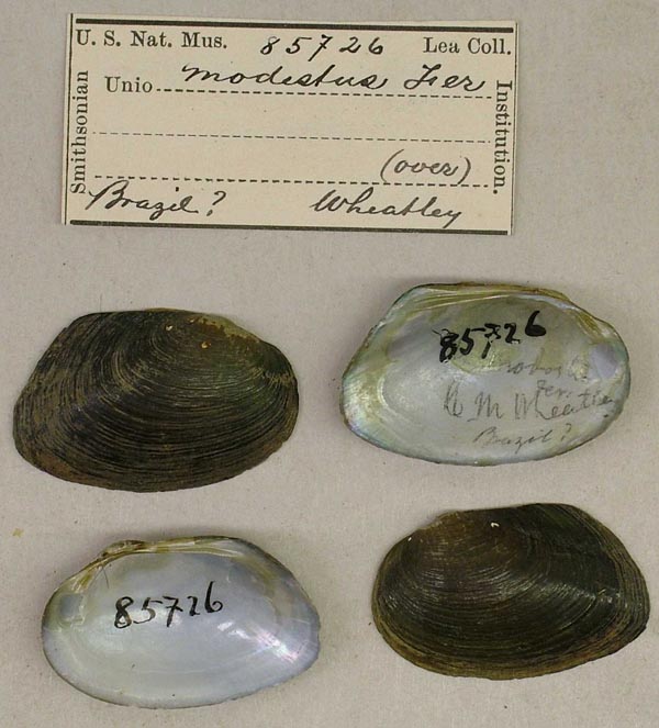 specimen