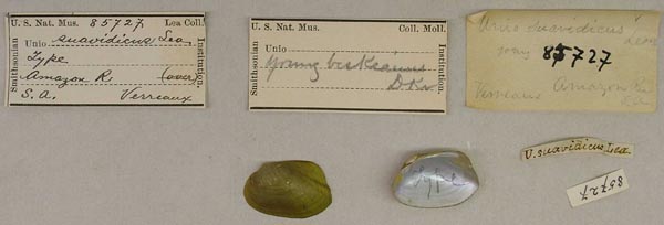 specimen