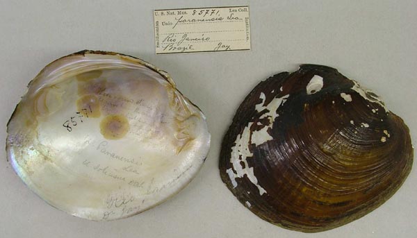 specimen