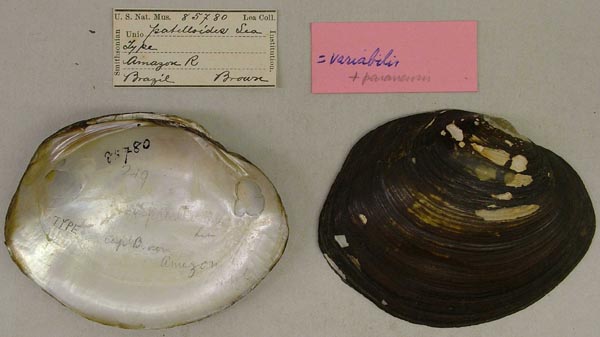 specimen