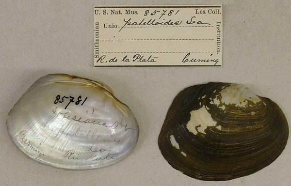 specimen