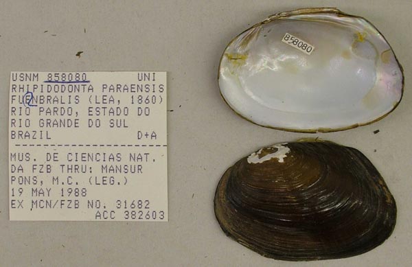 image of lot USNM_858080 image of lot USNM_858080