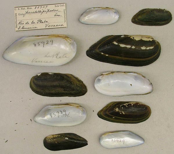 image of lot USNM_85929 image of lot USNM_85929