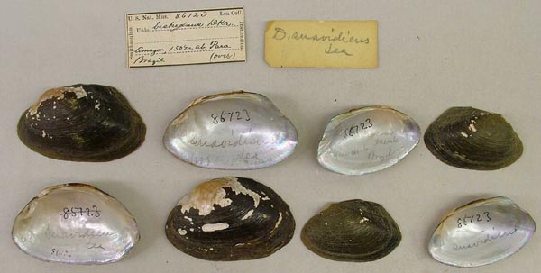 specimen
