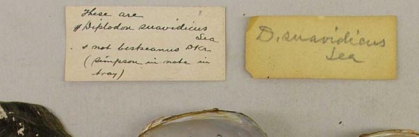 specimen