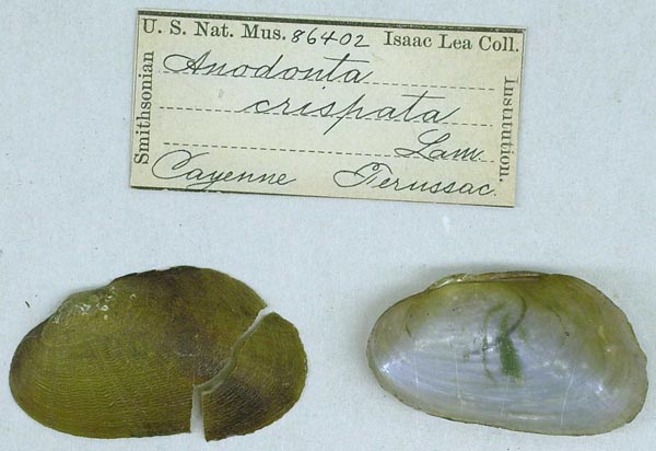 specimen