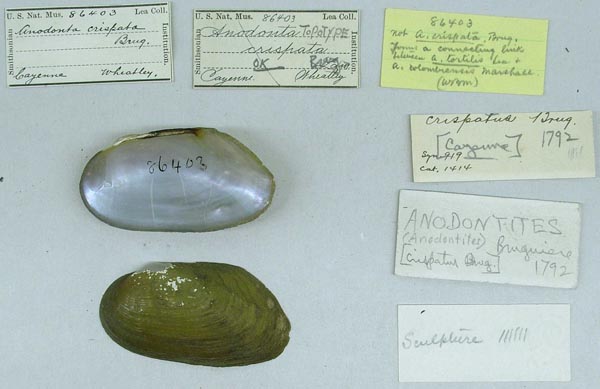specimen