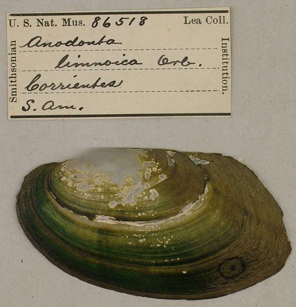 specimen