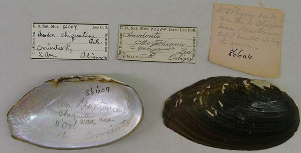 specimen
