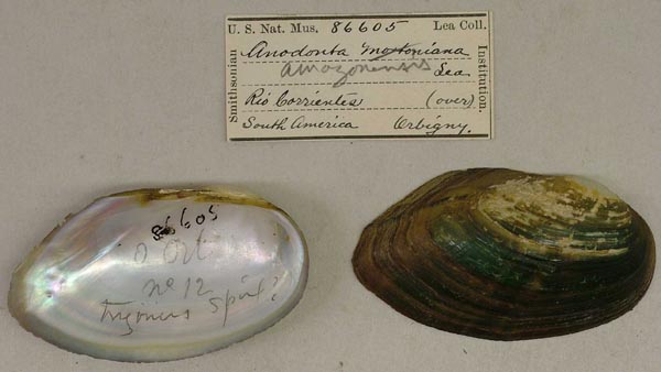 specimen