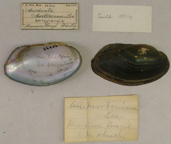 specimen