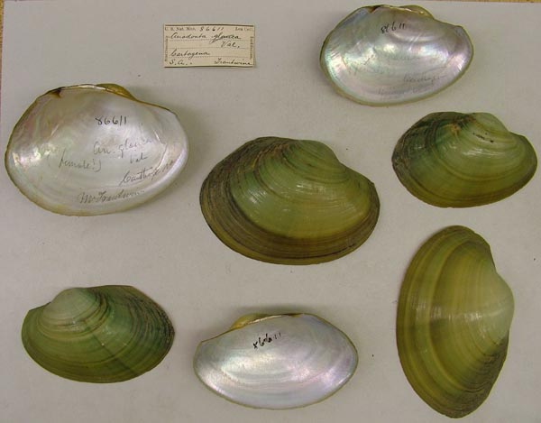 specimen