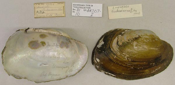 specimen