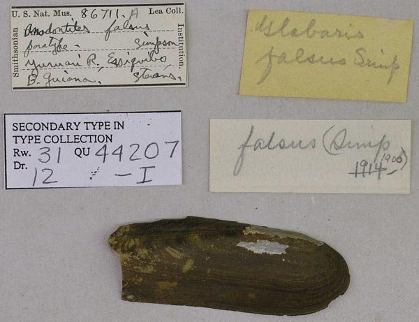 specimen
