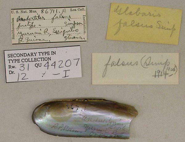 specimen