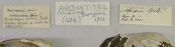 specimen