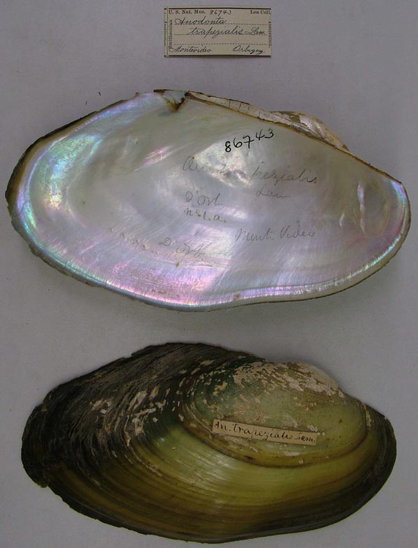 specimen