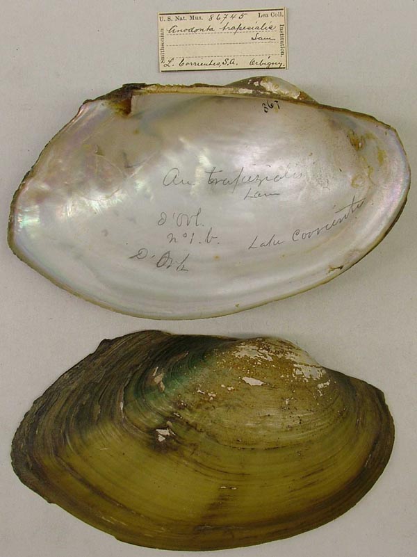 specimen