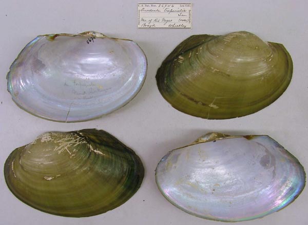 specimen