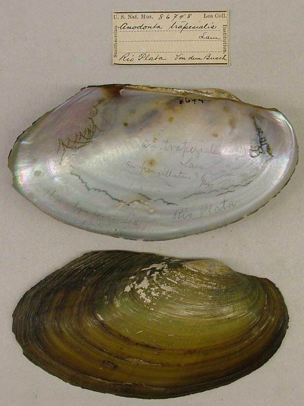 specimen
